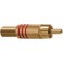 SPIAN RCA DORATA ANELLO ROSSO