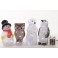 FIGURA 15 LED BIANCO FREDDO U.